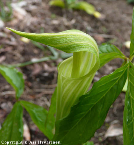 Arisaema amurense, amurinkrskalla